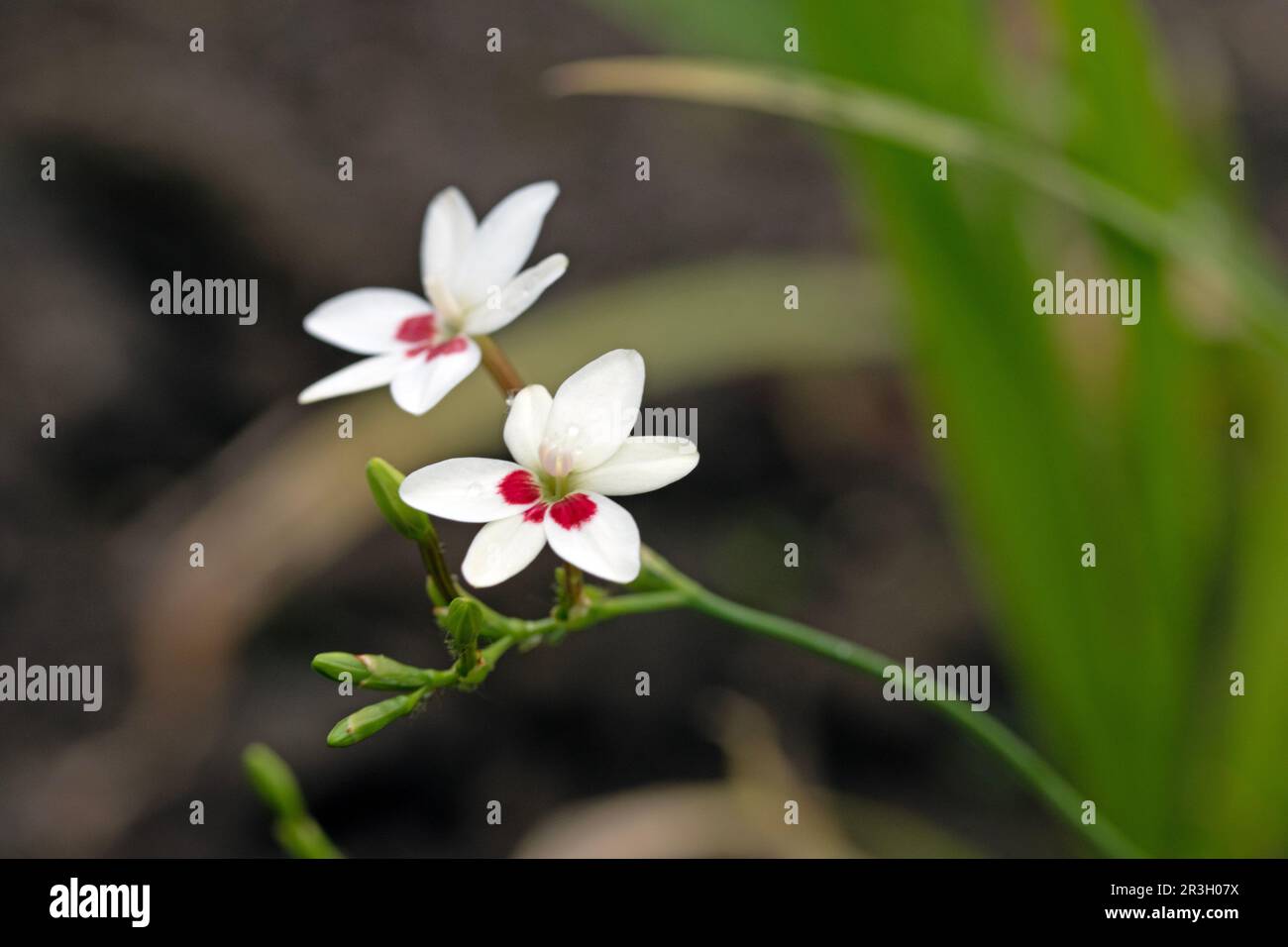 FREESIA laxa en fleur, herbe à fleurs. Gros plan macro des fleurs Banque D'Images