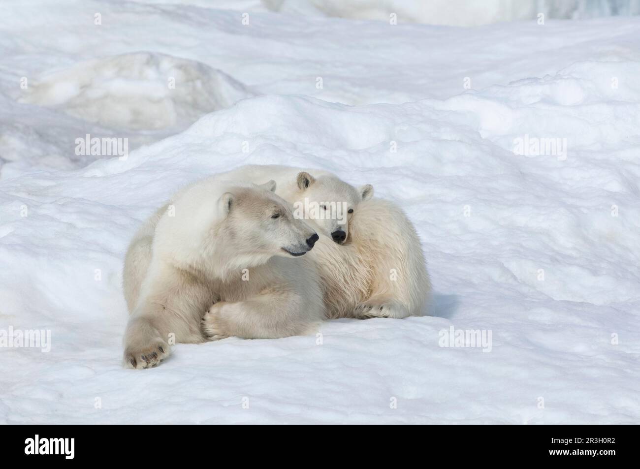 Ours polaires maternels (Ursus maritimus) avec un jeune de deux ans, île Wrangel, mer de Chukchi, Chukotka, extrême-Orient russe, Patrimoine mondial de l'UNESCO Banque D'Images