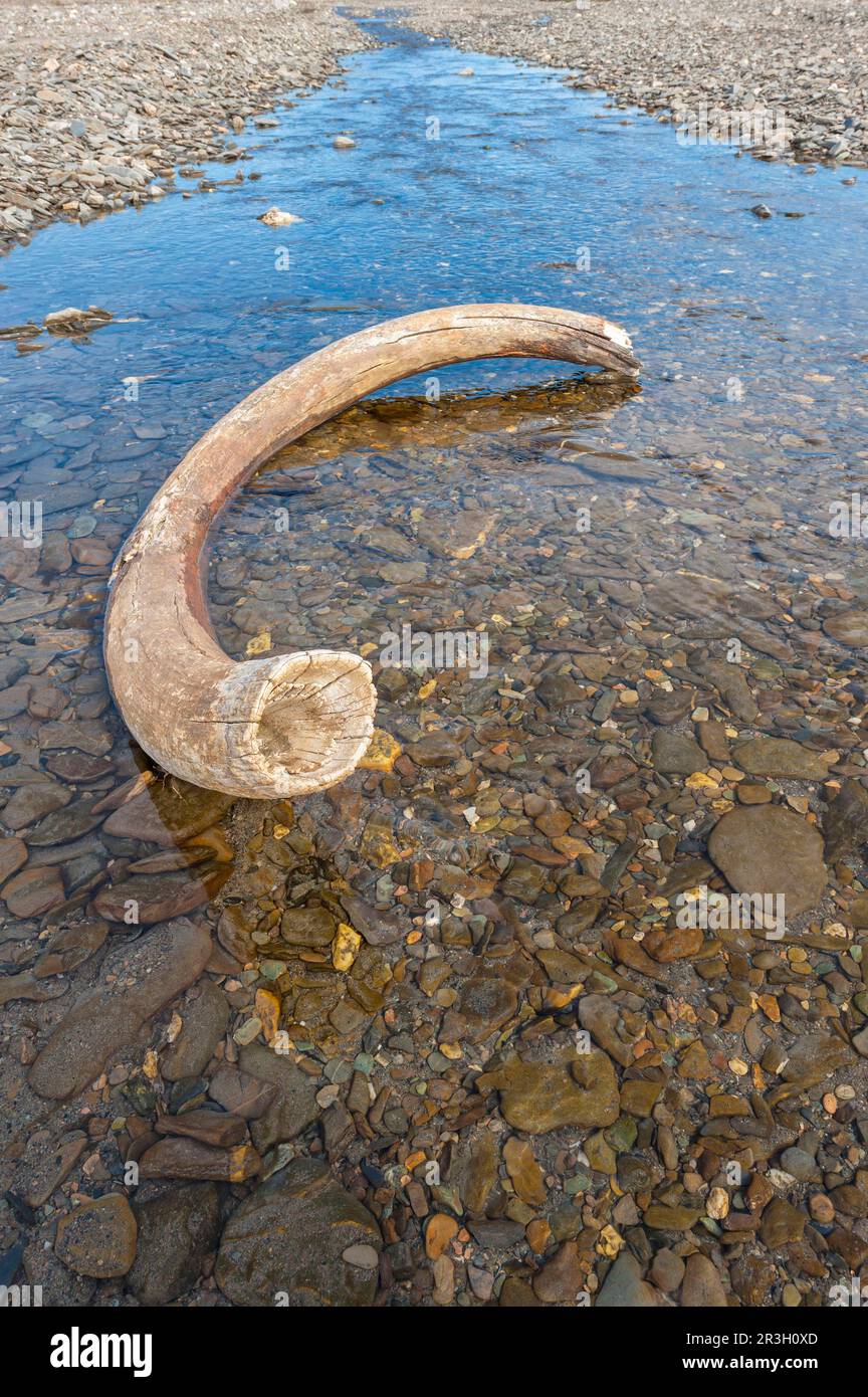 Mammoth tusk dans un lit de rivière près du village douteux, île de Wrangel, mer de Chukchi, extrême-Orient russe, site classé au patrimoine mondial de l'UNESCO Banque D'Images