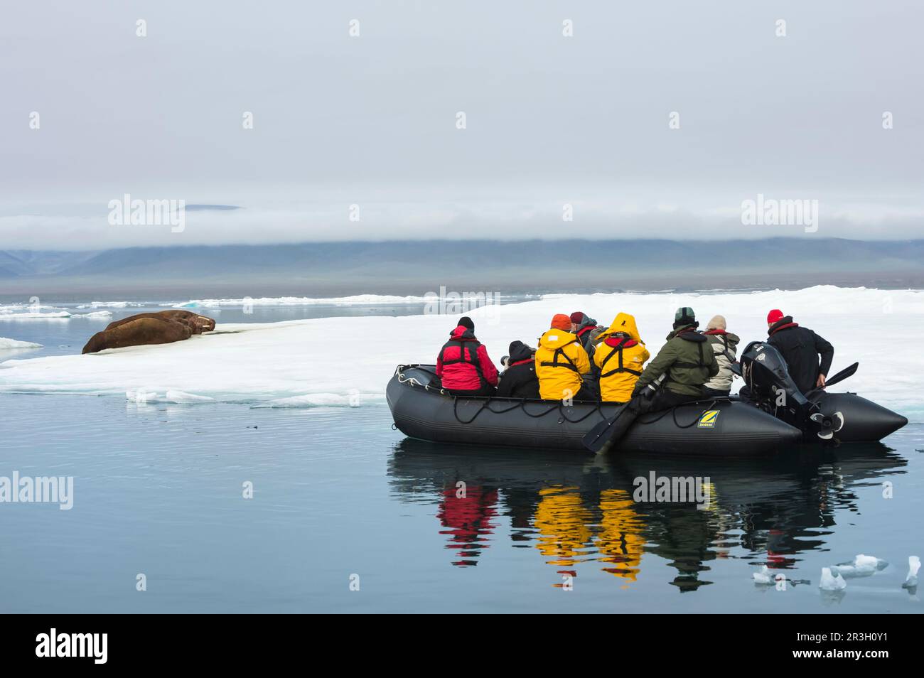 Touristes dans un Zodiac observant un groupe de morses (Odobenus rosmarus), Cape Waring, île de Wrangel, mer de Chukchi, Chukotka, Extrême-Orient russe, UNESCO Banque D'Images