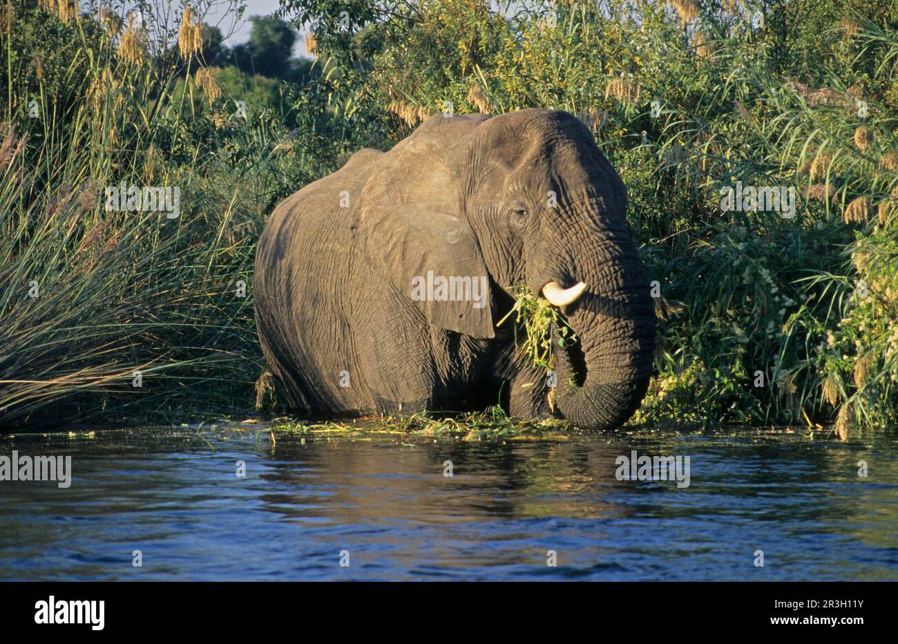 Éléphant d'Afrique (Loxodonta africana) Eléphant, éléphants, mammifères, animaux Eléphant mâle adulte, se nourrissant dans l'eau, Zambèze, Zimbabwe, Zambèze Banque D'Images