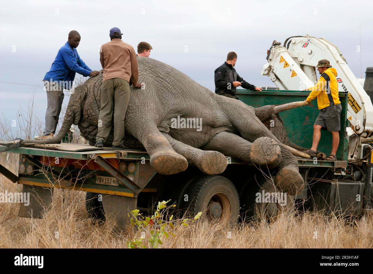 Le taureau de l'éléphant d'Afrique (Loxodonta africana) chargé sur camion, en cours de déménagement dans le parc Kawa-Zulu Natal, Sabi Sand G. R. Afrique du Sud, umsiedeln, wird Banque D'Images