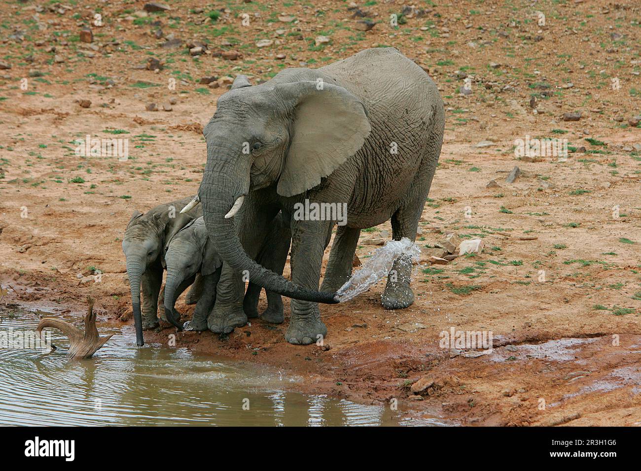 Éléphant d'Afrique (Loxodonta africana) éléphants, éléphants, mammifères, animaux éléphant femelle adulte avec veaux, au trou d'eau, réserve de gibier Shamwari Banque D'Images