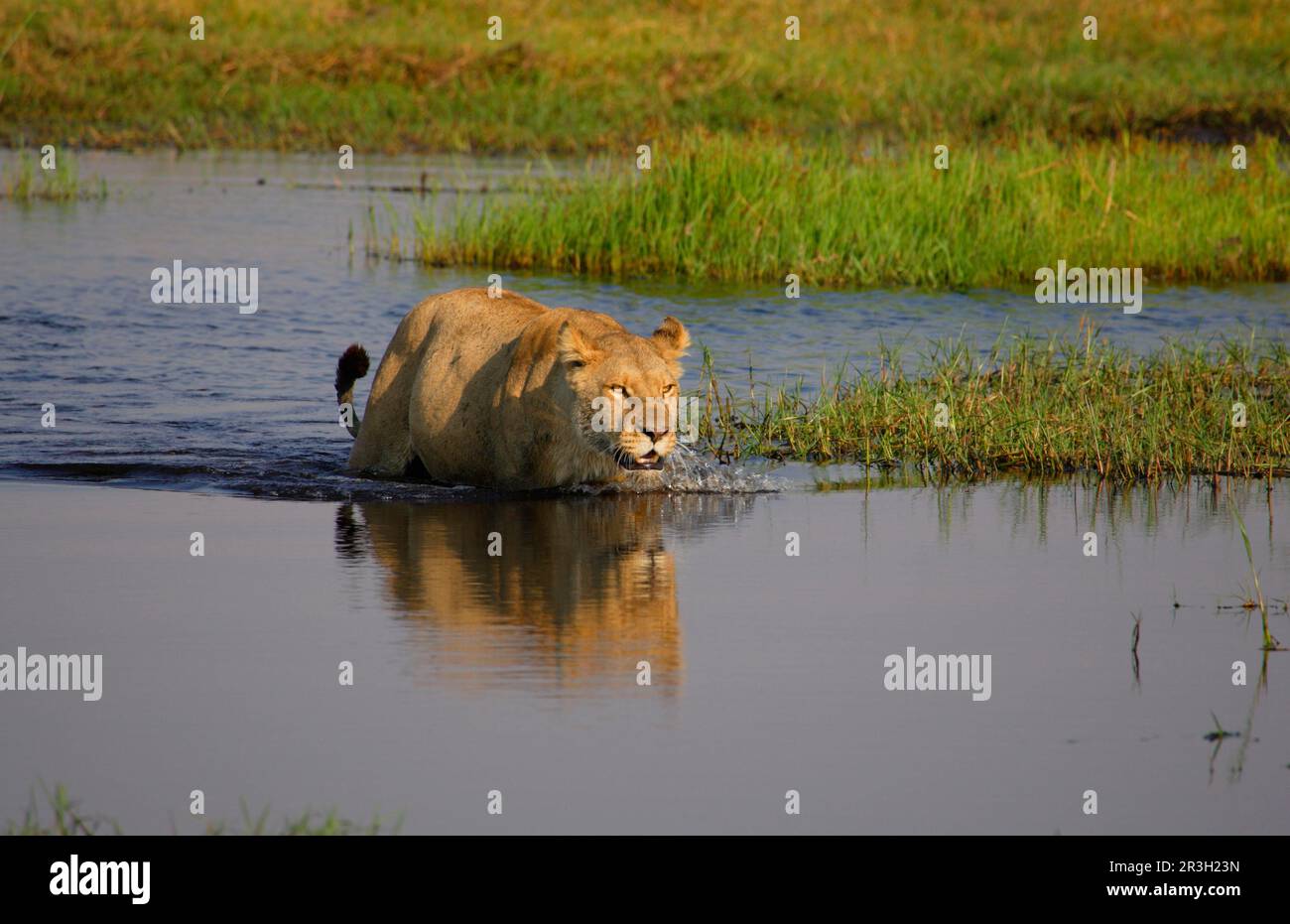 Lion d'Afrique Lion Lion, Lion (Panthera leo), prédateurs, mammifères, animaux, Lion Femme qui passe à travers le marais, Okavango, Botswana, Lioness Banque D'Images