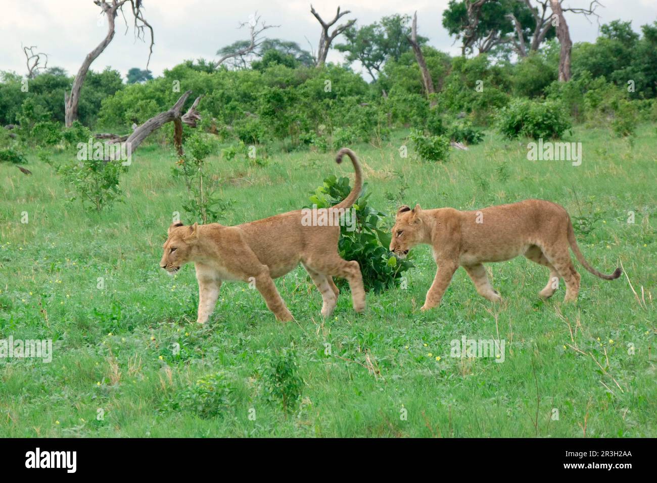 Lion (Panthera leo) deux immatures, marche, Savute, Chobe N. P. Botswana Banque D'Images