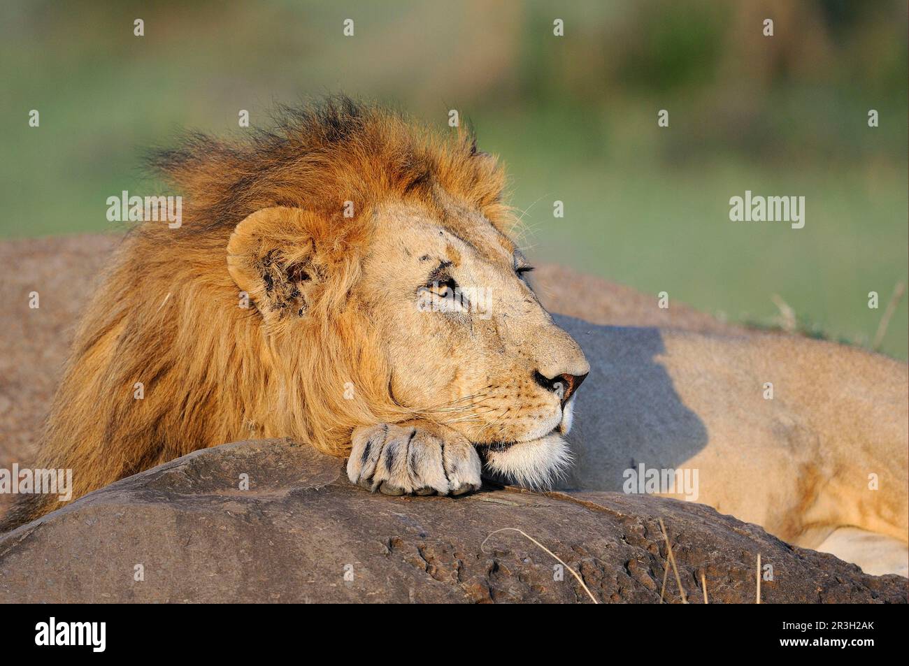 Poissons-lions d'Afrique Lion, lions (Panthera leo), gros chats, prédateurs, mammifères, Animaux, Lion adulte mâle, reposant avec le menton sur la patte, Masai Mara, Kenya Banque D'Images