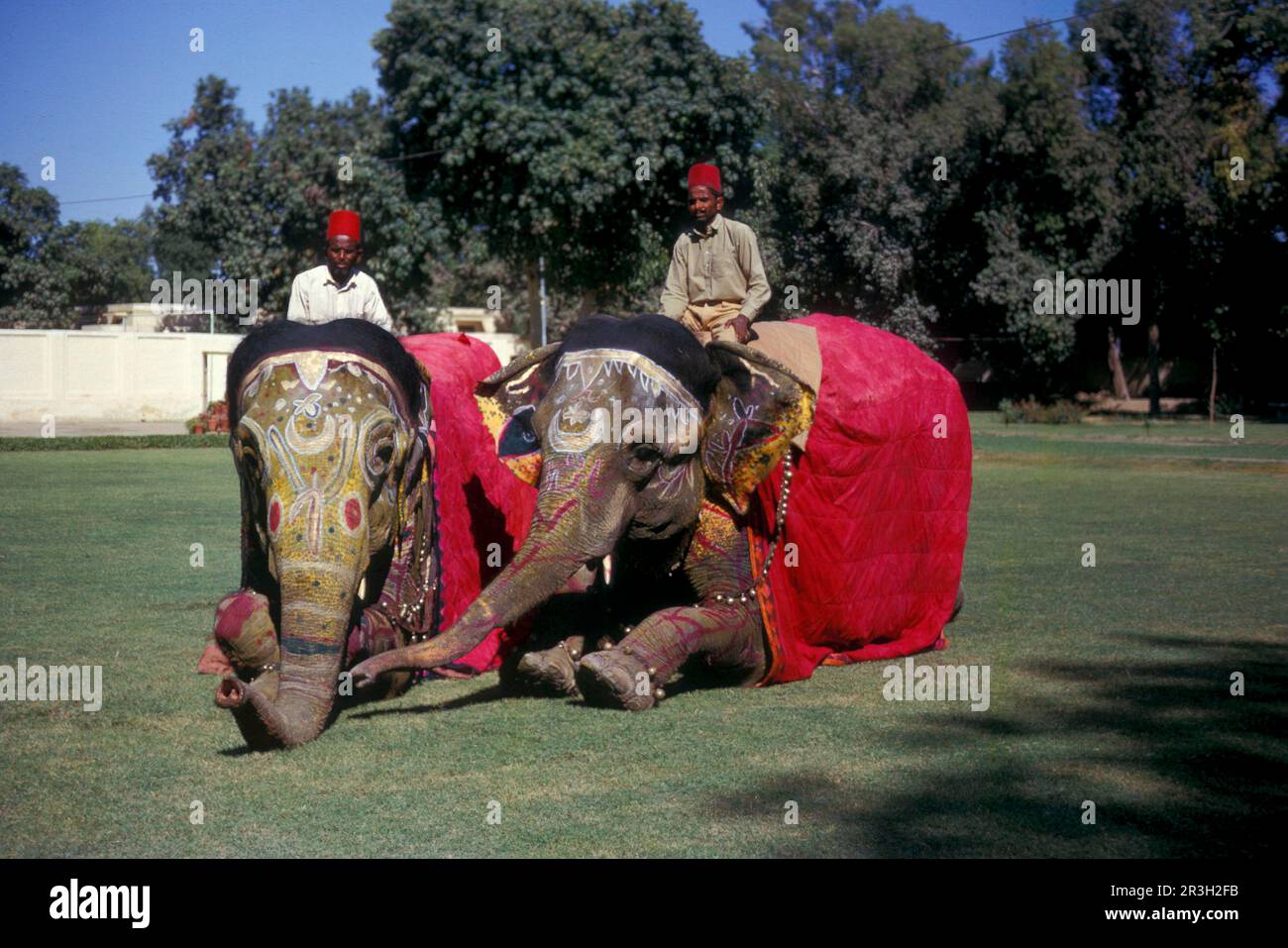 Éléphant d'Asie, éléphant d'Inde, éléphants d'asie (Elepha maximus), éléphants d'Inde, éléphants, mammifères, animaux, Elephant-Indian deux décorées/ Banque D'Images