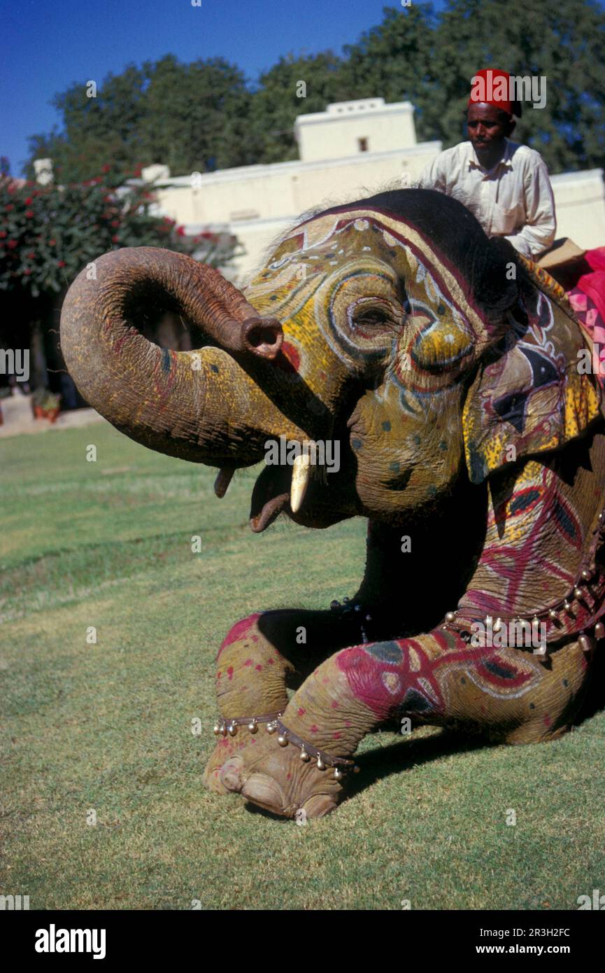 Éléphant d'Asie, éléphant d'Inde, éléphants d'asie (Elepha maximus), éléphants d'Inde, éléphants, mammifères, animaux, Décoration éléphant-indienne, couché Banque D'Images