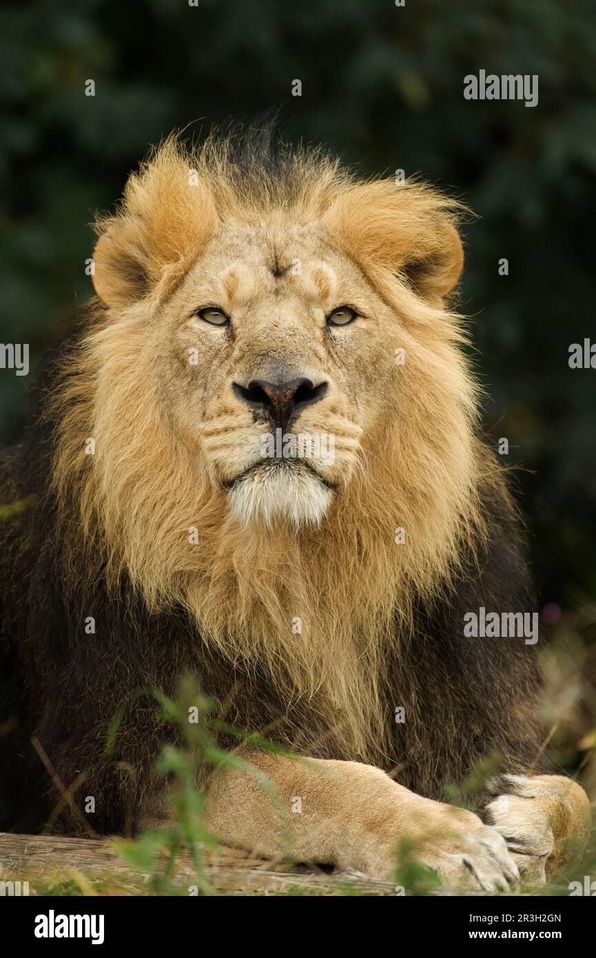 Lion indien, lion asiatique, lions indiens, lions asiatiques (Panthera leo persica), lions, gros chats, prédateurs, mammifères, Animaux, Lion indien, homme adulte Banque D'Images