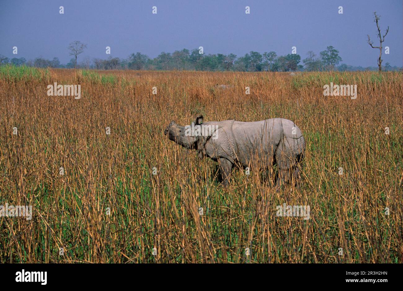 Rhinocéros blindés (Rhinoceros unicornis), ongulés, rhinocéros, rhinocéros, mammifères, Animaux, ongulés à bout impair, rhinocéros-indiens à cornes uniques Banque D'Images