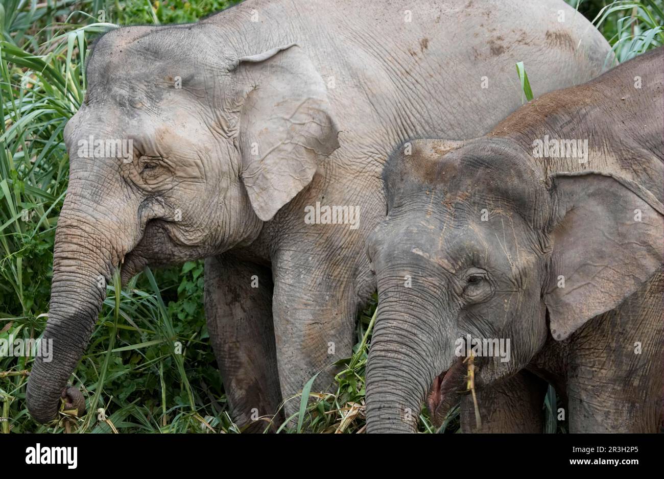 Éléphant nain de Bornean, éléphant de Bornean, éléphants nains de Bornean, éléphants pygmées de borneo (Elepha maxima borneensis), éléphants, mammifères, animaux Banque D'Images