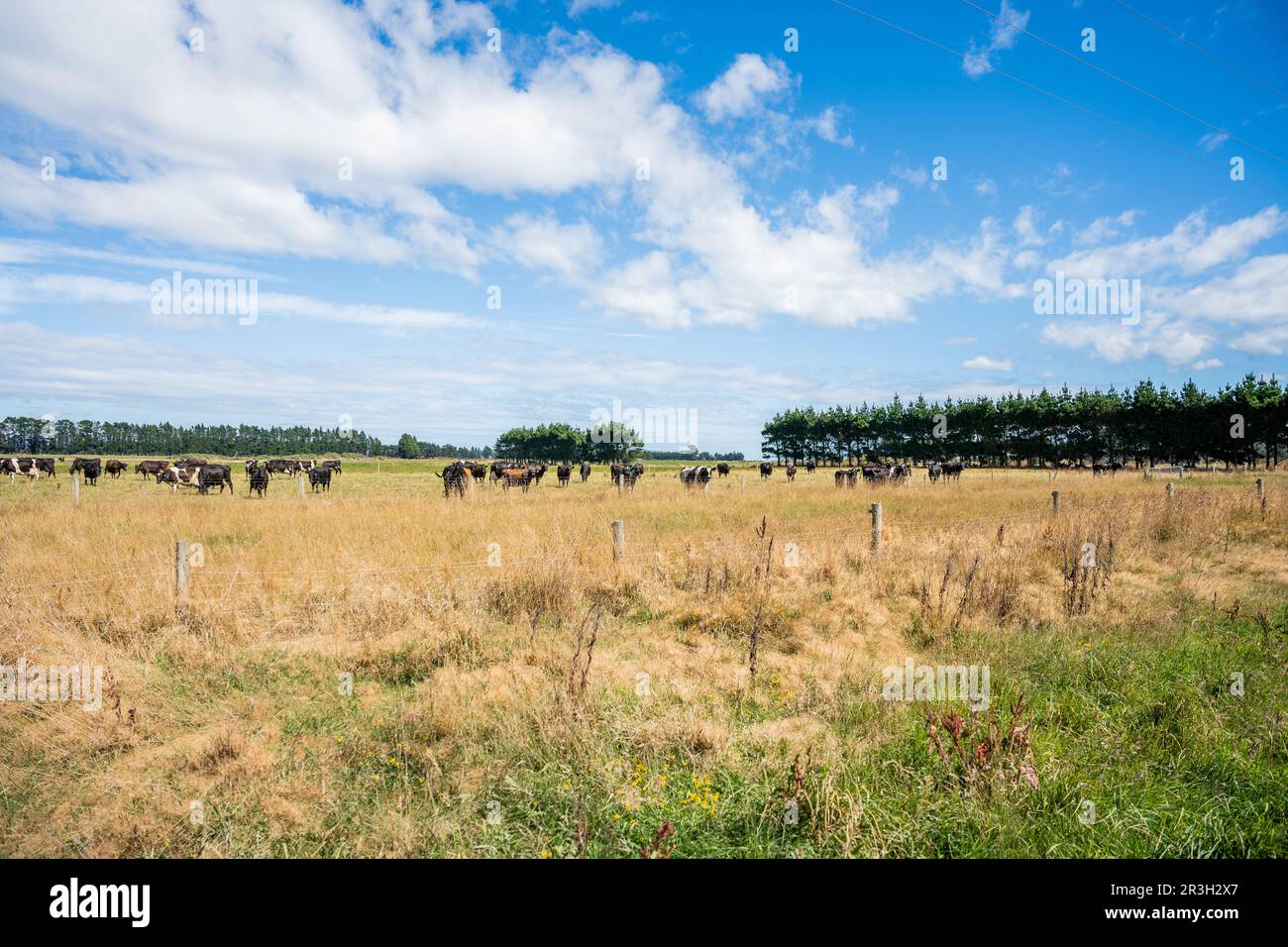 Ferme laitière Southland Banque D'Images