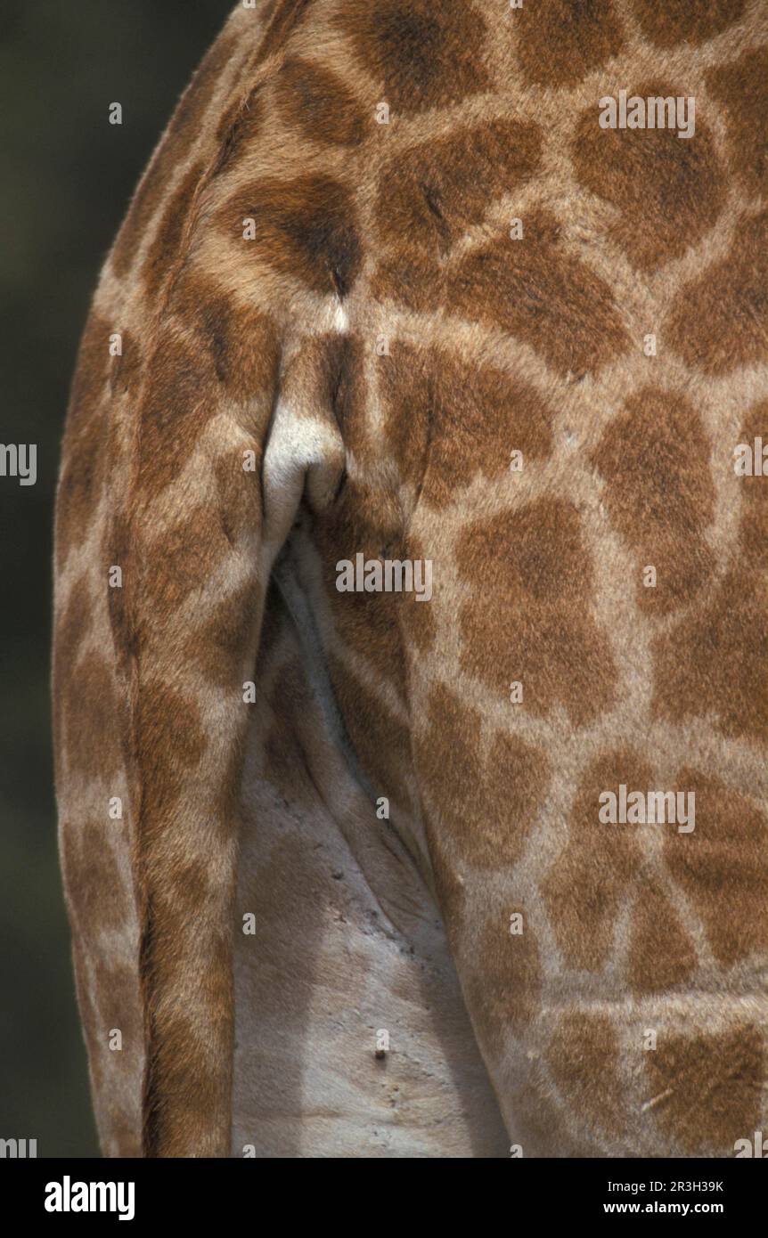 Girafe ougandaise, girafes ougandaises, girafe Rothschild, girafes Rothschild, girafes, Ongulés, ongulés à bout égal, mammifères, animaux, Ugandagir Banque D'Images
