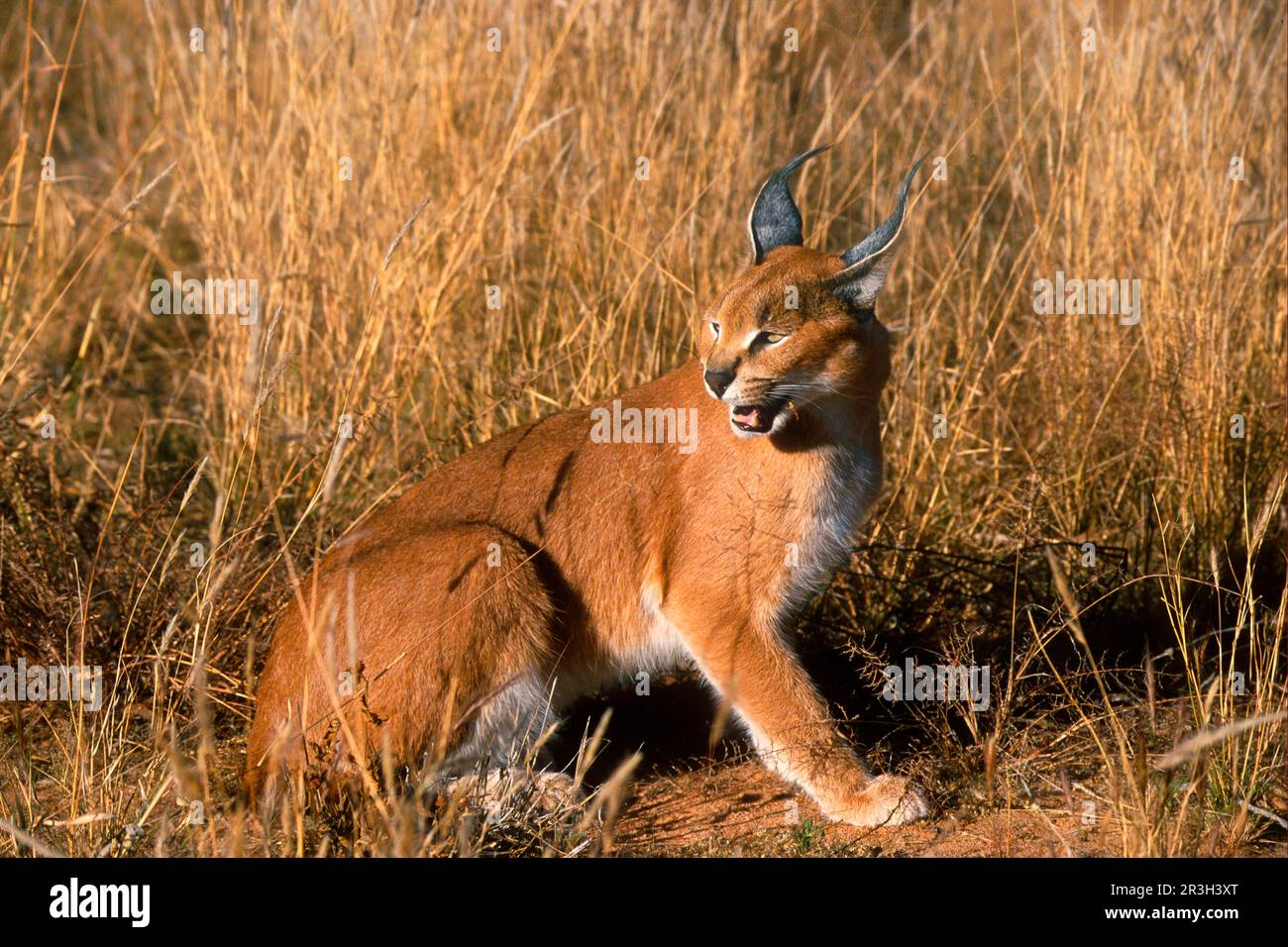 Caracal (Caracal Caracal), Desert Lynx, Caracal, chats prédateurs, prédateurs, Mammifères, animaux, Caracal (Felis caracal) Namibie Banque D'Images