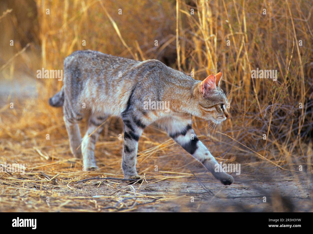 Chat sauvage africain (Felis lybica) adulte marchant, Kalahari Gemsbok N. P. Afrique du Sud Banque D'Images