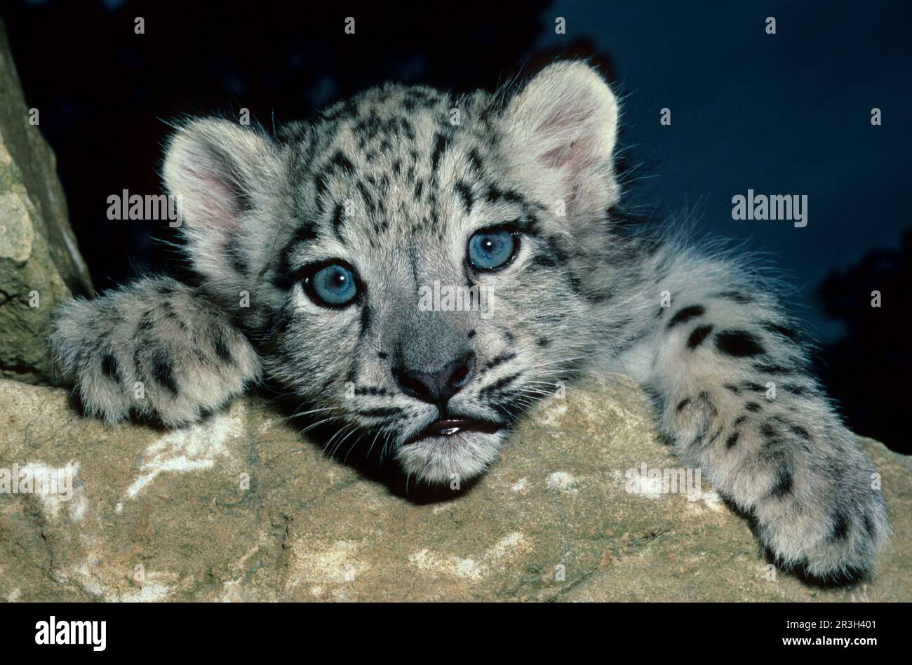 Léopard des neiges (Panthera uncia) gros plan, pattes avant et tête d'un jeune de dix semaines, 10 semaines Banque D'Images