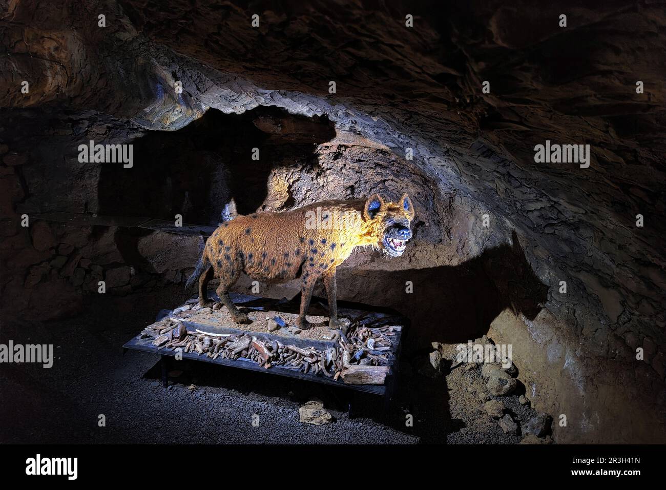 Une grotte hyena dans la Heinrichshoehle, Hemer, pays aigre, Rhénanie-du-Nord-Westphalie, Allemagne, Europe Banque D'Images