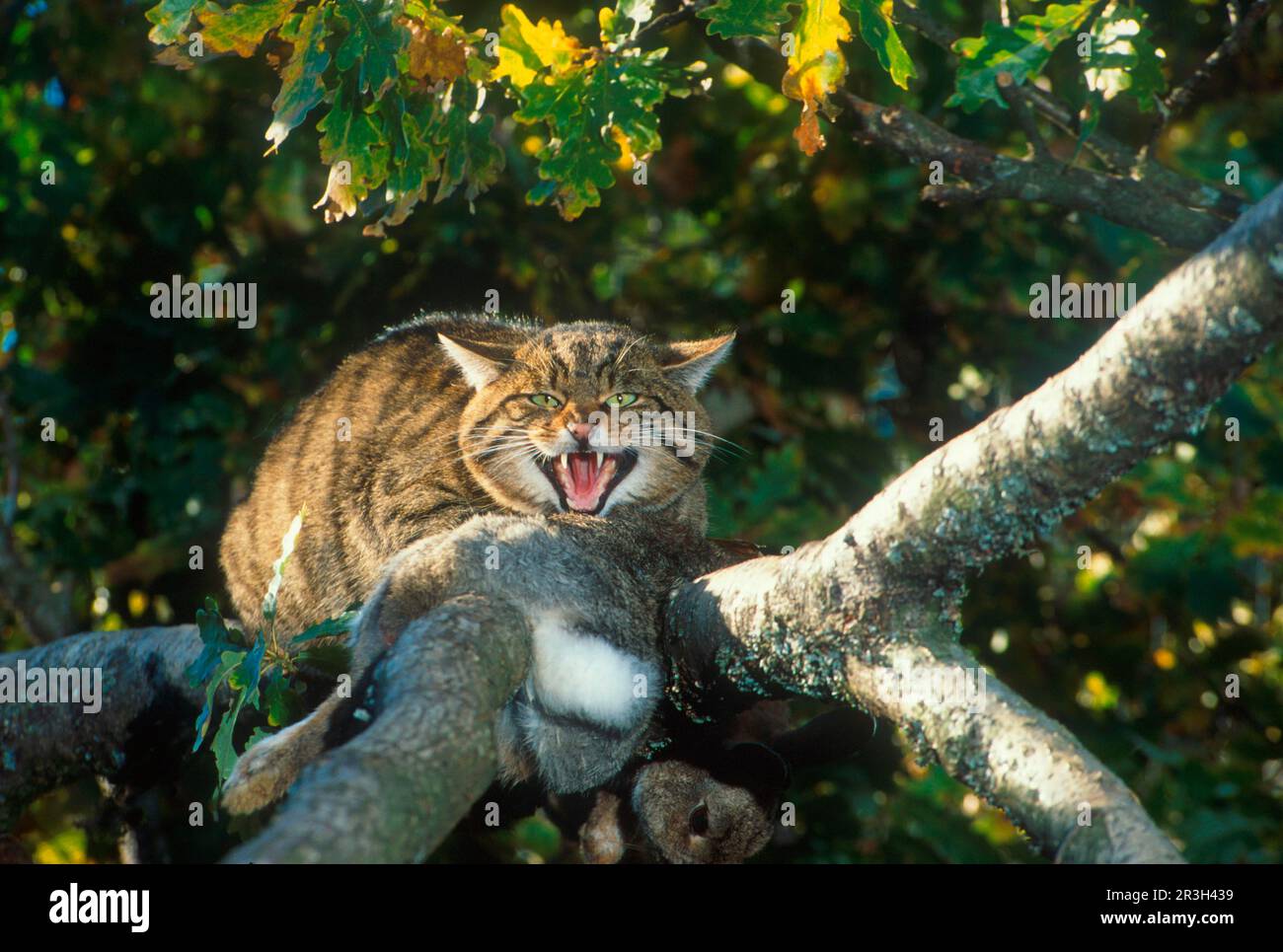 Chat sauvage européen, chats sauvages européens (Felis silvestris), chats prédateurs, prédateurs, mammifères, animaux, Chat sauvage européen dans un arbre avec proie Banque D'Images