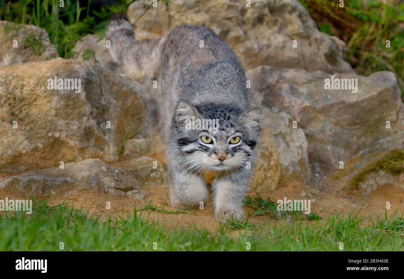 Chat de Pallas (Felis manul) adulte chat de marche, manteau d'été Banque D'Images