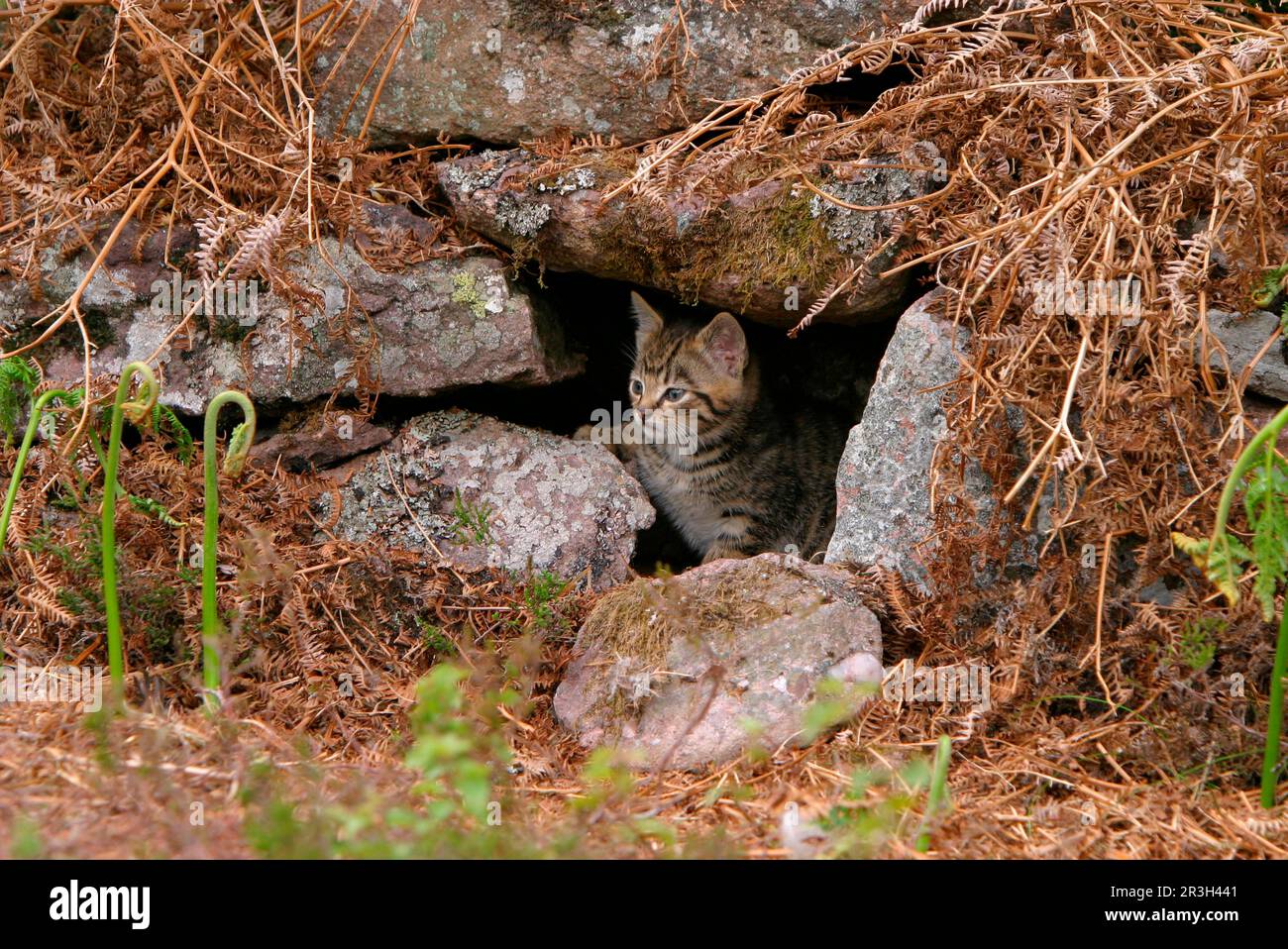 Chat sauvage européen (Felis silvestris) kitten, à l'entrée de den, Écosse, Royaume-Uni Banque D'Images
