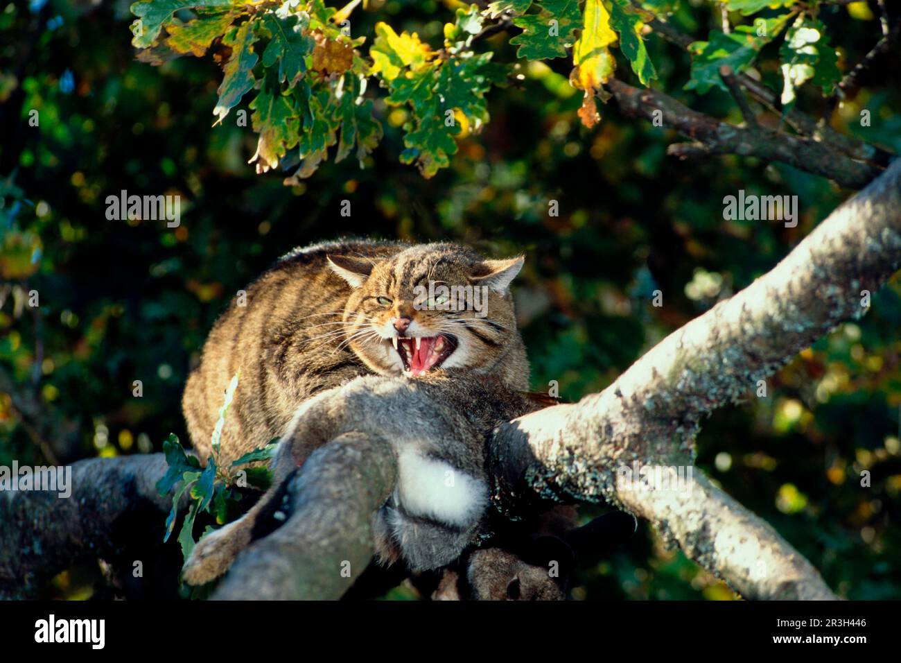 Chat sauvage européen, chats sauvages européens (Felis silvestris), chats prédateurs, prédateurs, mammifères, animaux, Chat sauvage d'Europe dans un arbre avec proie (S) Banque D'Images