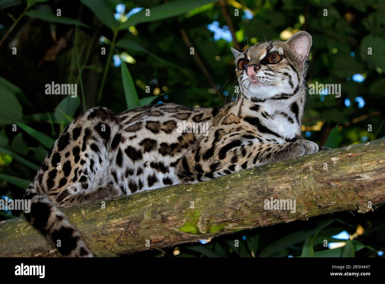 Chat à longue queue, Margay, Bergozelot, Baumozelot, margaies (Felis wiedii) Margays, Bergozelots, Baumozelots, chats prédateurs, prédateurs, Mammifères Banque D'Images