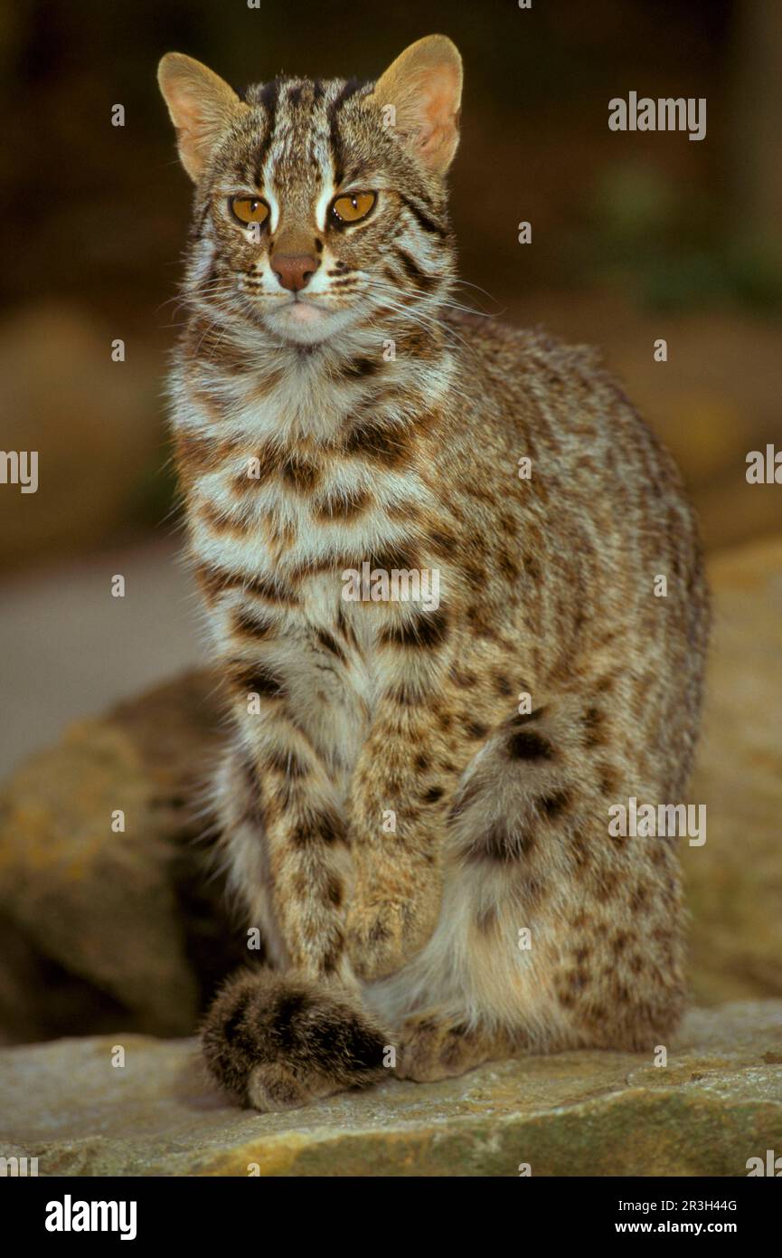 Chat léopard d'Amur (Felis bengalensis euptilura) assis, Sibérie orientale (S) Banque D'Images