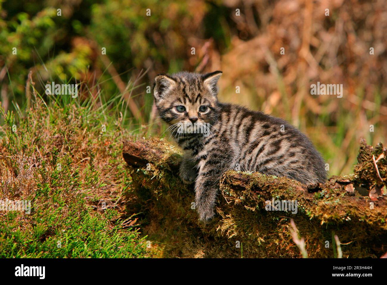 Chat sauvage européen (Felis silvestris) chaton en rondins, Écosse, Royaume-Uni Banque D'Images
