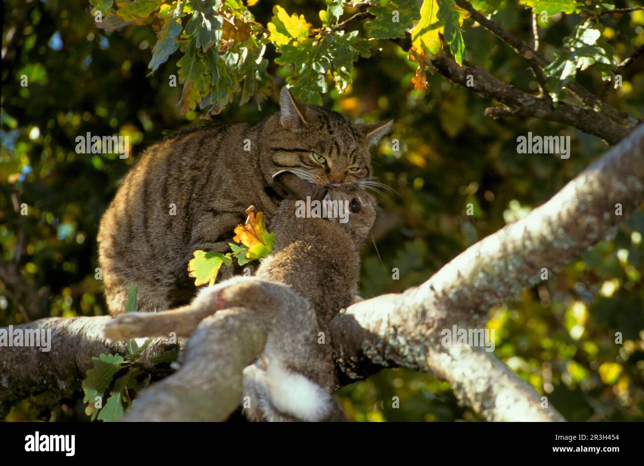 Chat sauvage européen, chats sauvages européens (Felis silvestris), chats prédateurs, prédateurs, mammifères, animaux, Chat sauvage d'Europe dans un arbre avec proie (S) Banque D'Images