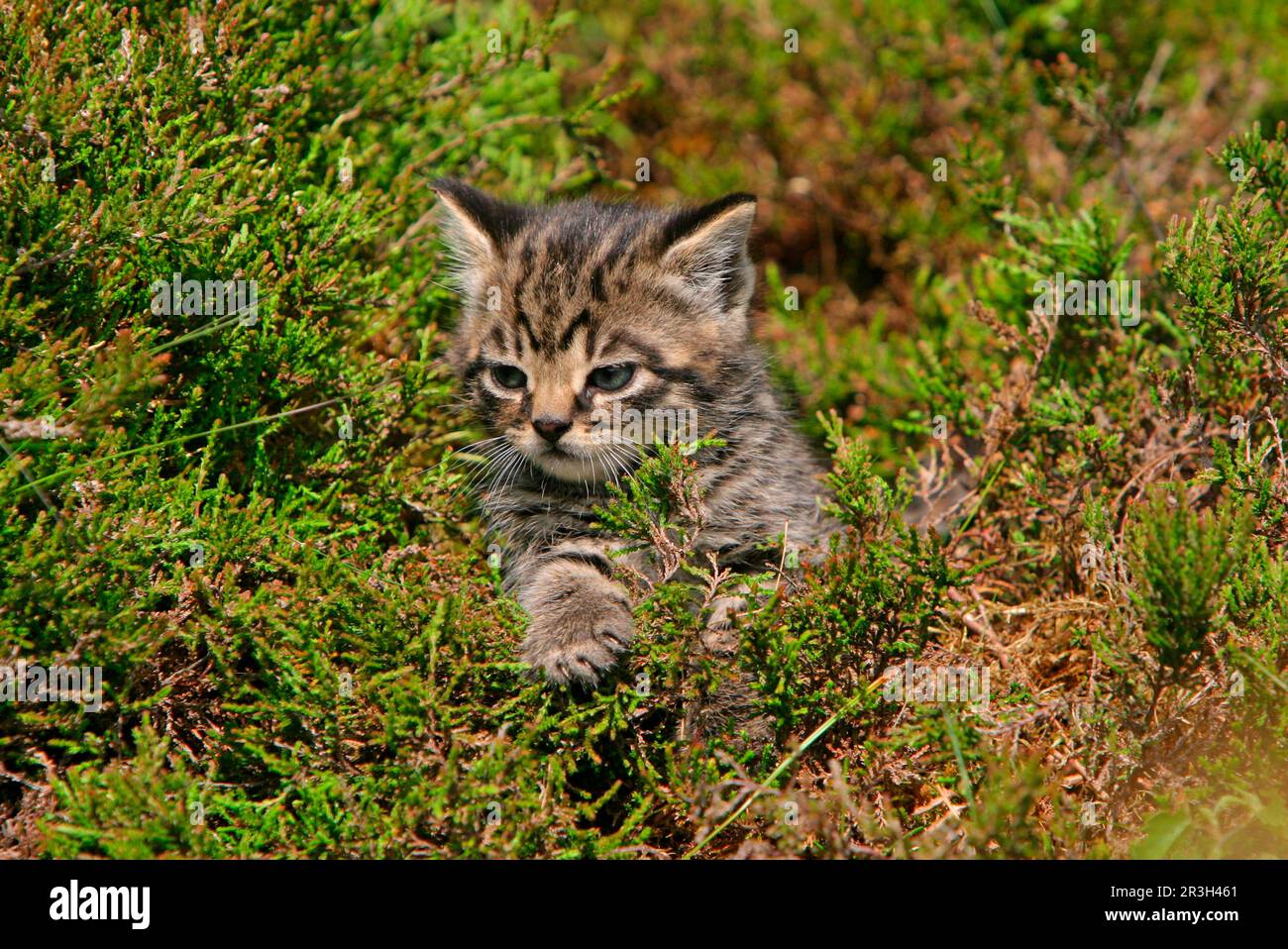 Chat sauvage européen (Felis silvestris) chaton, assis à la bruyère, Écosse, Royaume-Uni Banque D'Images