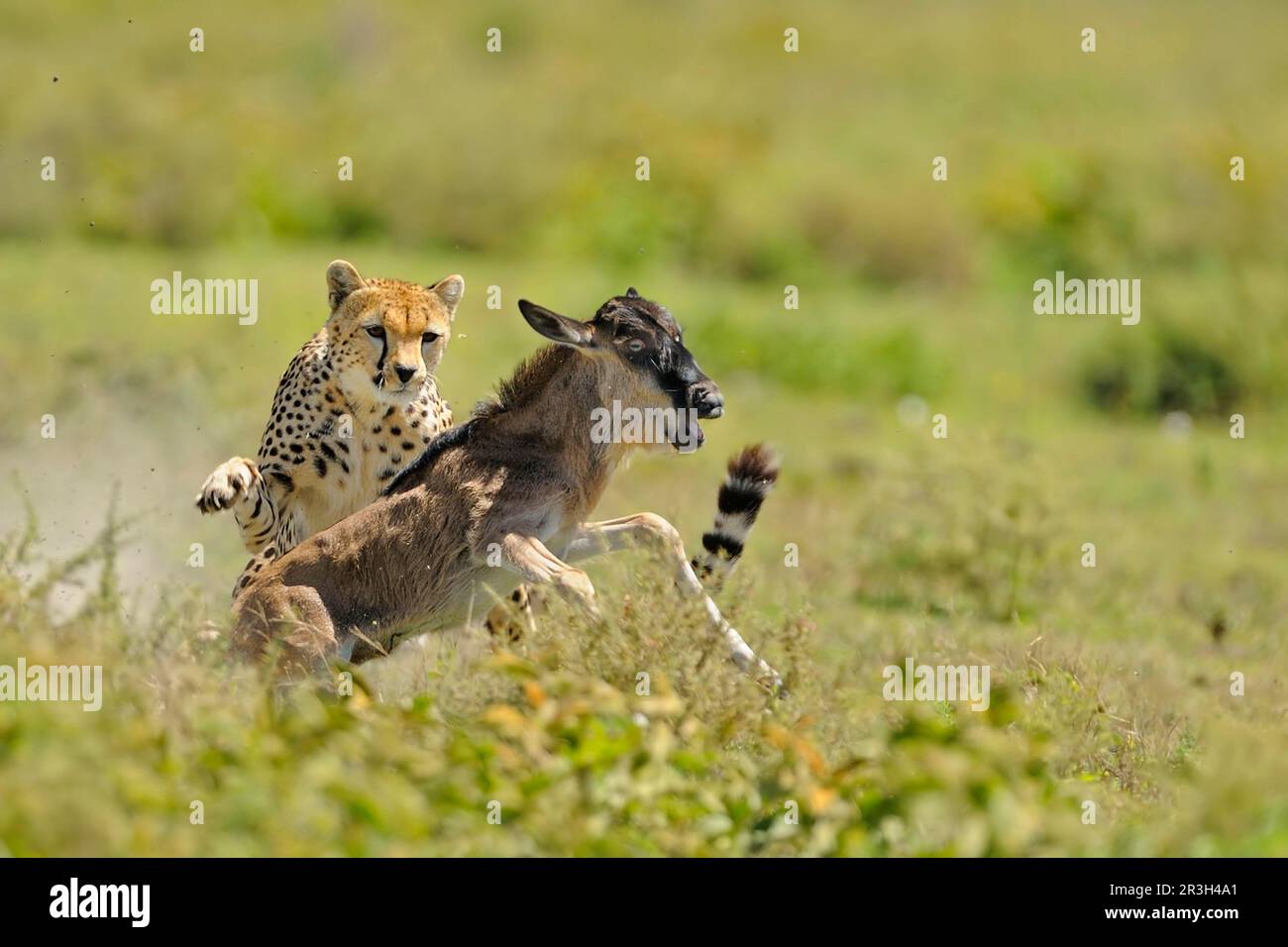 Cheetah (Acinonyx jubatus) adulte femelle, chasse, chasse au flétrissement à queue blanche (Connochaetus taurinus) veau, Serengeti N. P. Tanzanie Banque D'Images