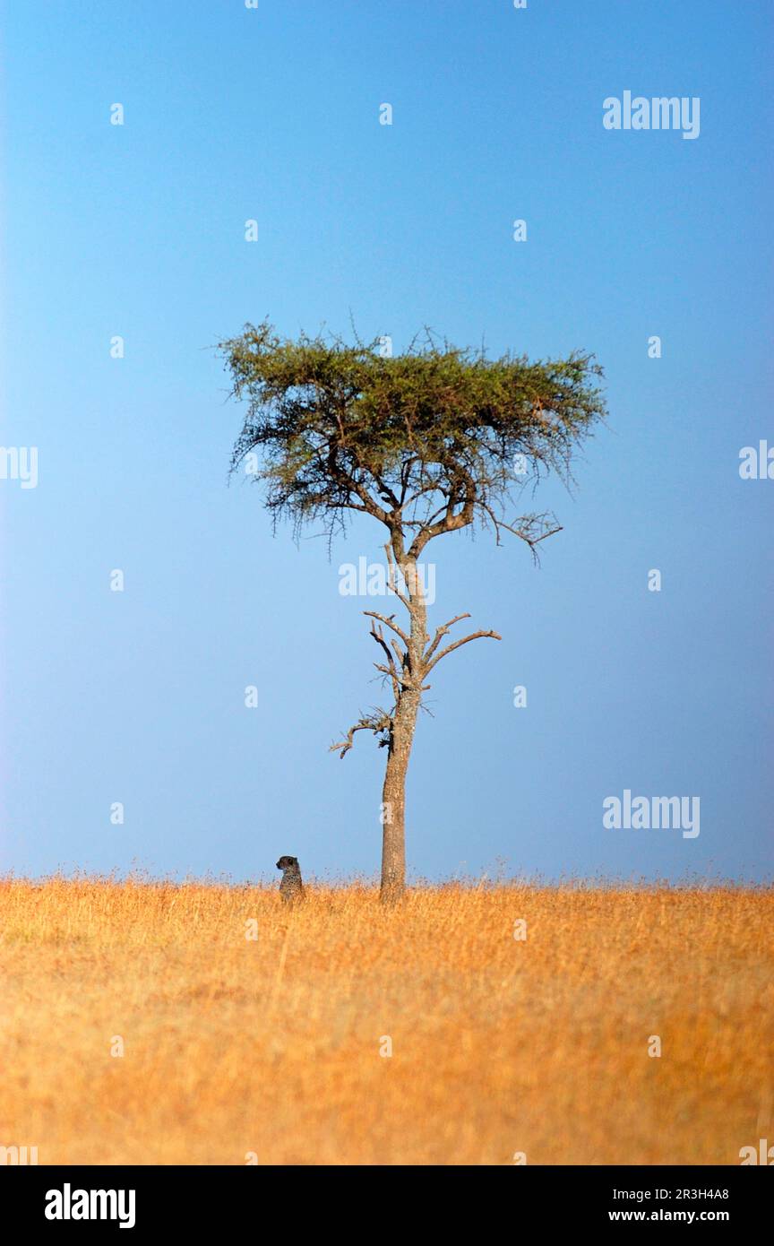 Cheetah (Acinonyx jubatus) solitaire, assis sous un arbre, Masai Mara, Kenya Banque D'Images