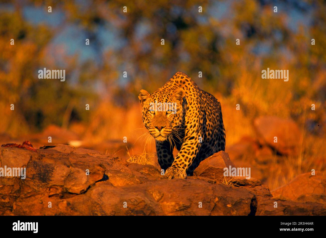 Léopards de niche de léopard africain (Panthera pardus), prédateurs, mammifères, animaux, léopard Okonjima (S), HK008694, Namibie Banque D'Images