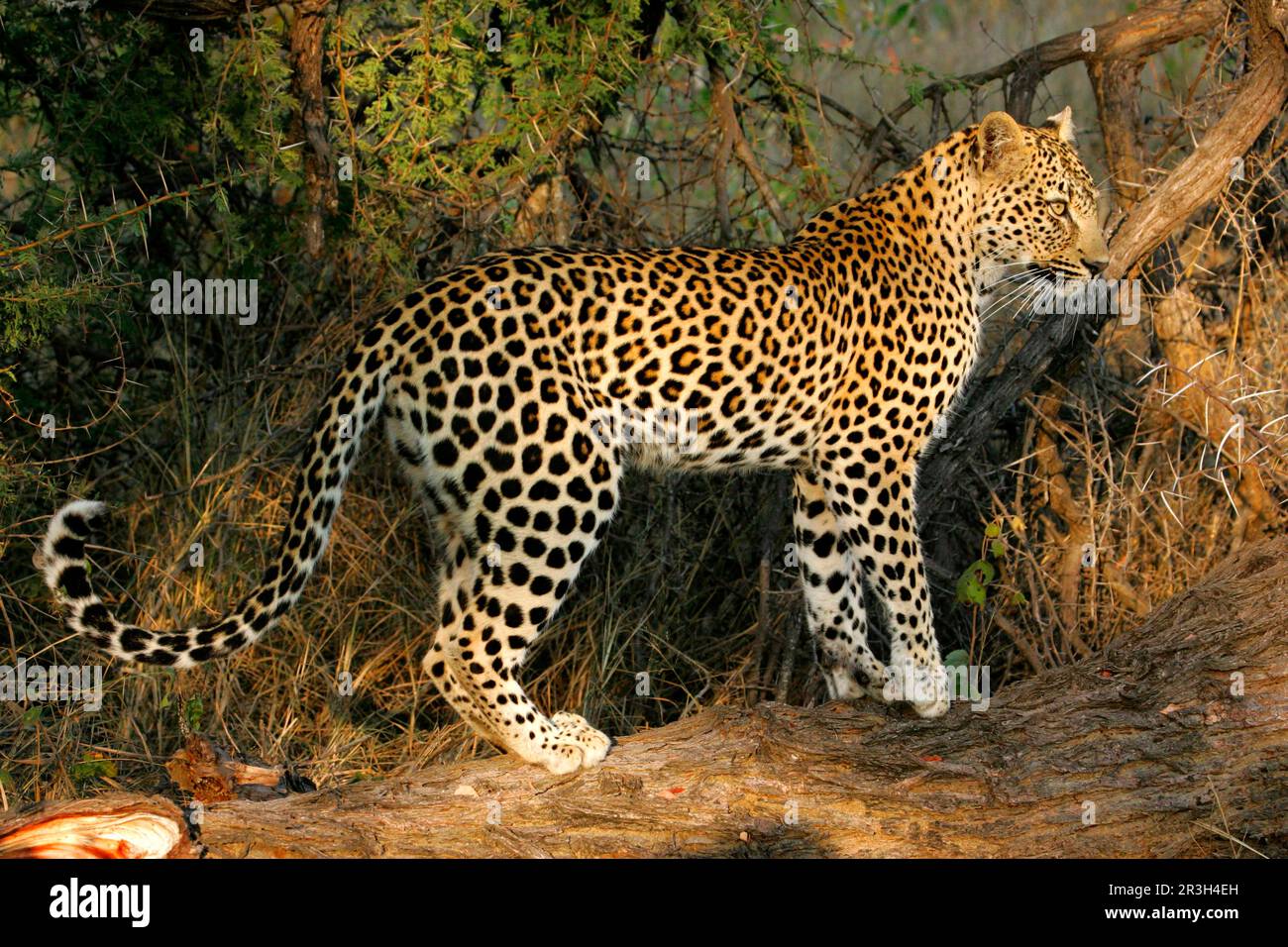 Léopards de niche de léopard africain (Panthera pardus), prédateurs, mammifères, animaux, léopard femelle de 42 mois debout sur une bûche déchue, jeu de sable de Sabi Banque D'Images