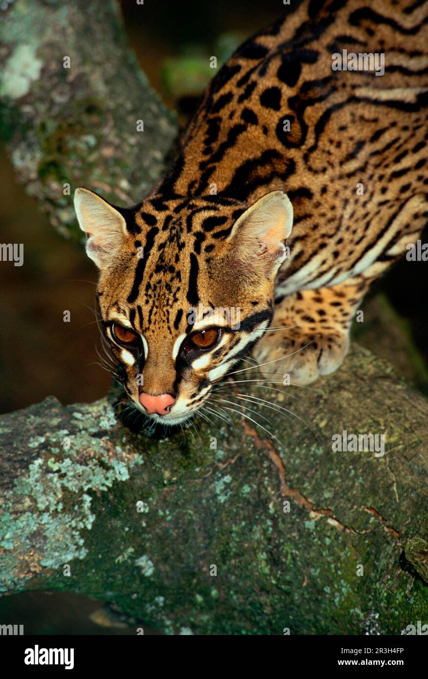 Ocelot, ocelots (Felis pardalis) chats de proie, prédateurs, mammifères, animaux, Ocelot sur branche d'arbre FL007726 (S) Banque D'Images