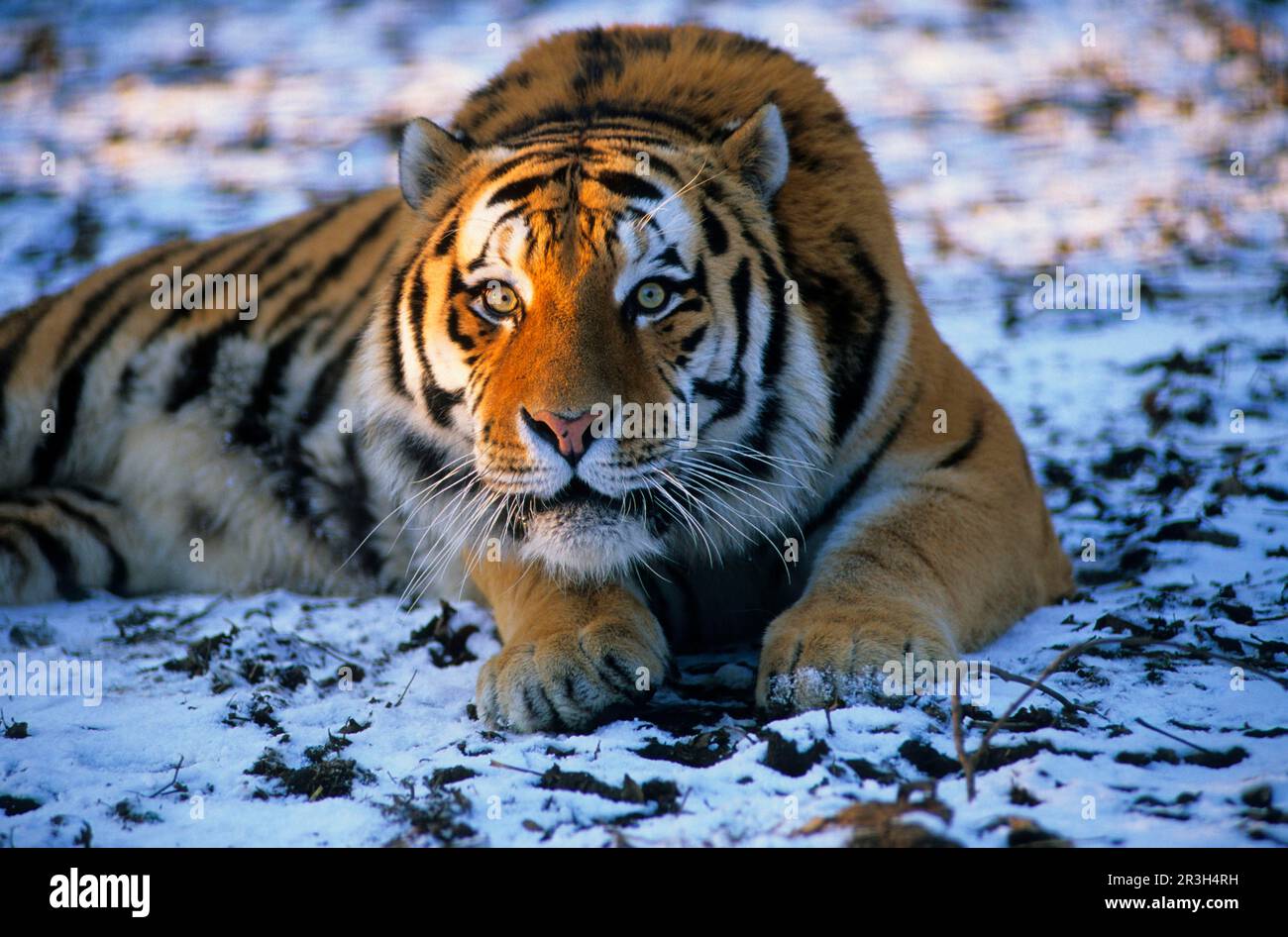 Tigre de Sibérie (Panthera tigris altaica), tigre de Sibérie, tigre d'Amour, tigre, gros chats, Prédateurs, mammifères, animaux, tigre de Sibérie mâle dans la neige Banque D'Images