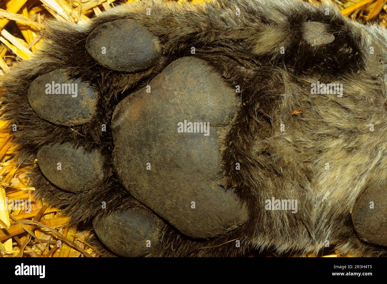 Tigre indien (Panthera tigris), tigre du Bengale royal, tigre, gros chats, prédateurs, Mammifères, animaux, tigre indien face inférieure de la patte de tigre avec griffes Banque D'Images
