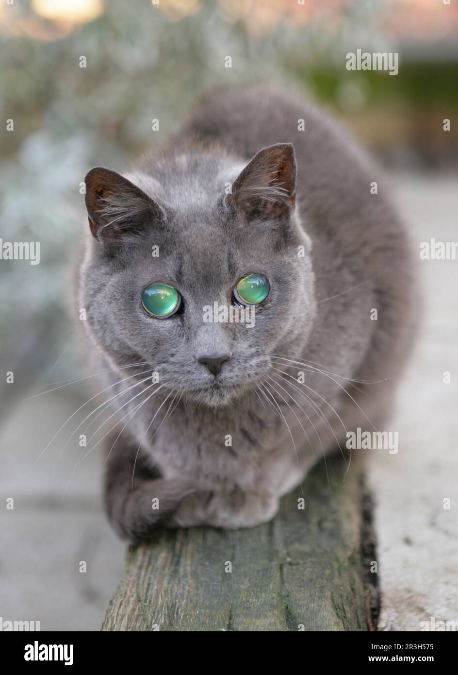 Chat domestique avec cataracte, cataracte dans les deux yeux, Angleterre, Grande-Bretagne Banque D'Images
