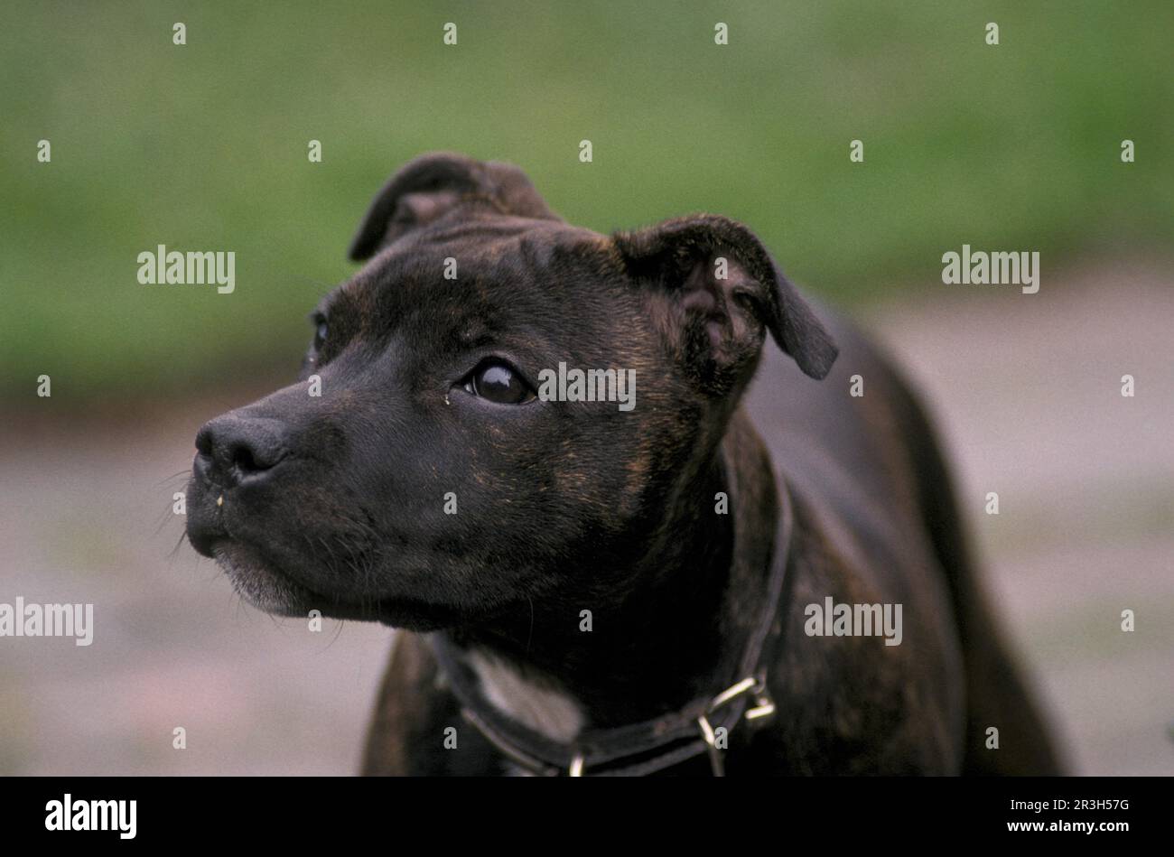 DogDomestic Staffordshire Bull Terrier, gros plan de la tête, du chiot, du collier Banque D'Images