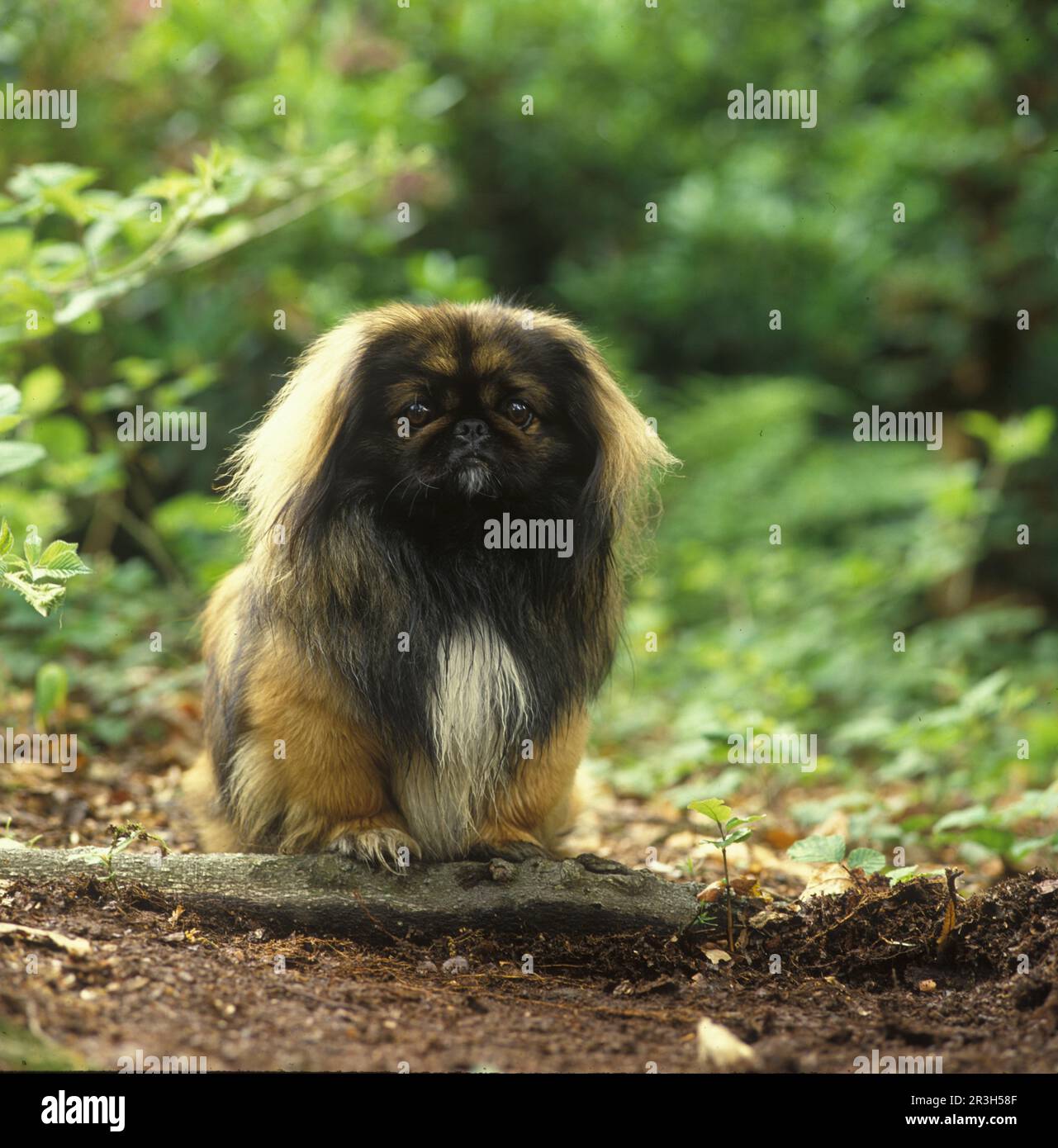 Chien domestique Pekinese (Chine) (chiens à manches) Banque D'Images