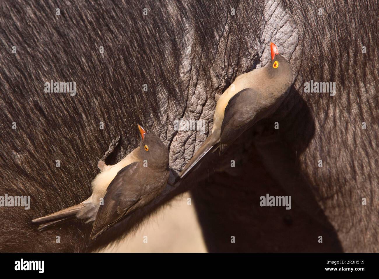 Oxpeckers à bec rouge, Starling, Starlings, oiseaux chanteurs, animaux, Oiseaux, Oxpeckers Redbeked cherchez des tiques sur le bison Banque D'Images