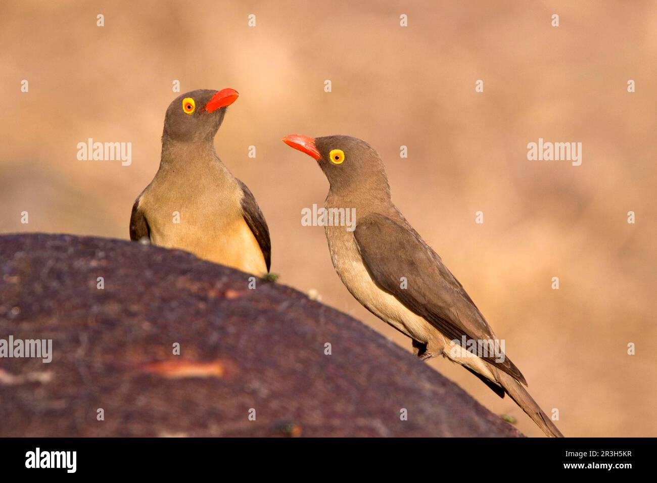Oxpecker à bec rouge, Starling, Starlings, oiseaux chanteurs, animaux, Oiseaux, Oxpecker à bec rouge sur le bison Banque D'Images