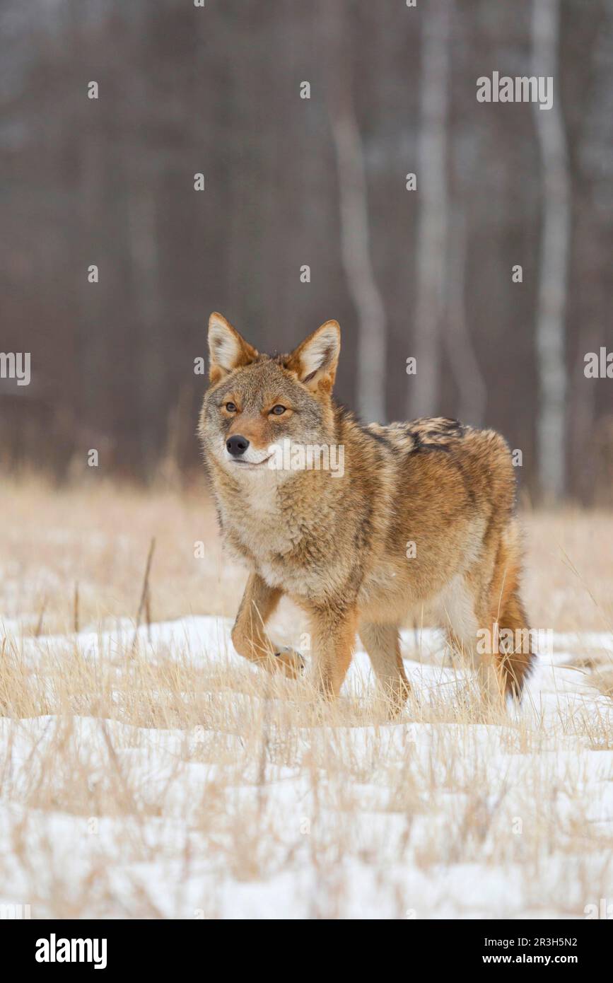 Coyote, coyotes, Coyote, loup des Prairies (Canis latrans), canines, prédateurs, mammifères, animaux, Coyote adulte, alerte debout dans un champ enneigé Banque D'Images