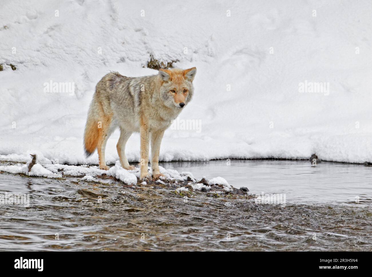 Coyote (Canis latrans) adulte, debout dans la neige au bord de la rivière, Yellowstone N. P. Wyoming (U.) S. A. Banque D'Images