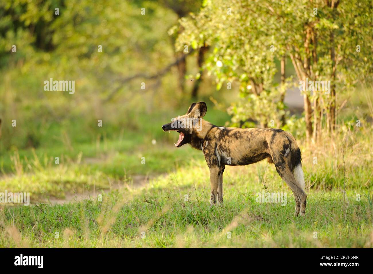 Chien sauvage africain (Lycaon pictus), chiens hyènes, chiens, prédateurs, mammifères, Animaux chien sauvage adulte, bâillements, debout dans un habitat, lagon de Kwando Banque D'Images