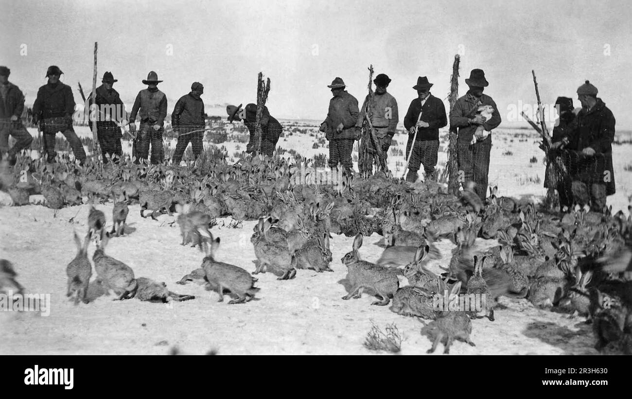 Lapin à queue noire (Lepus californicus), lapin californien, lièvres, rongeurs, mammifères, Animaux, groupe de lapin à queue noire dans le corral Banque D'Images