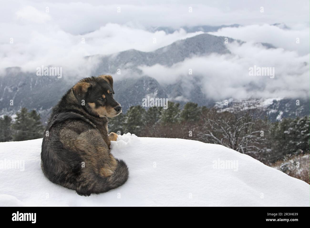 Chien domestique, Tibétain Temple Mastiff, adulte, allongé dans la neige, Temple de Chabulang, Muli County, Sichuan, Chine Banque D'Images
