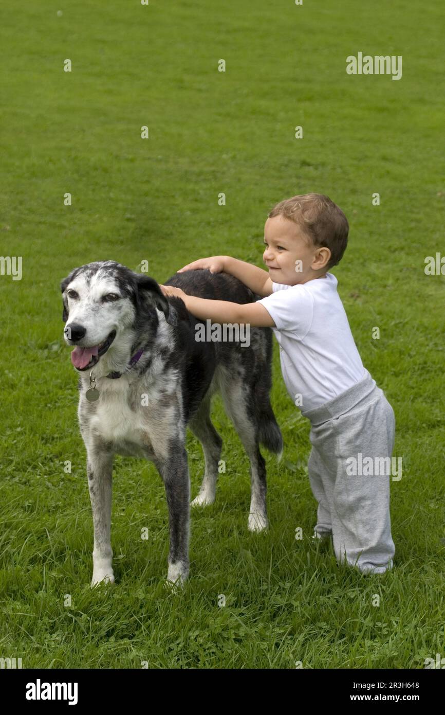 Chien domestique, Lurcher cross mongrel, adulte, debout, avec enfant dans le parc, Angleterre, Royaume-Uni Banque D'Images