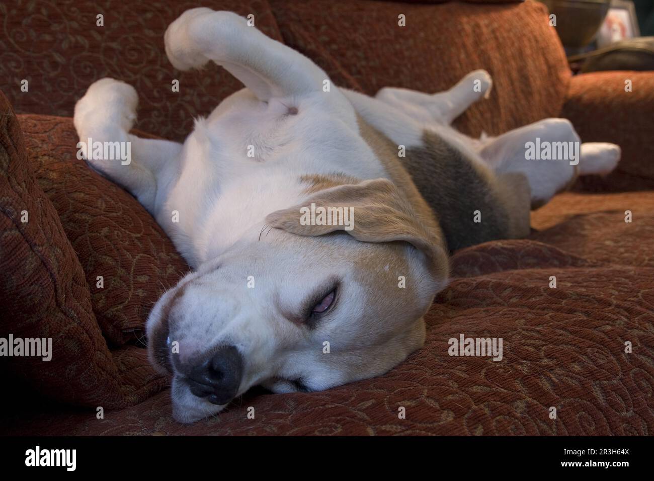 Chien domestique, Beagle, adulte âgé, dormant sur un canapé, Angleterre, Royaume-Uni Banque D'Images