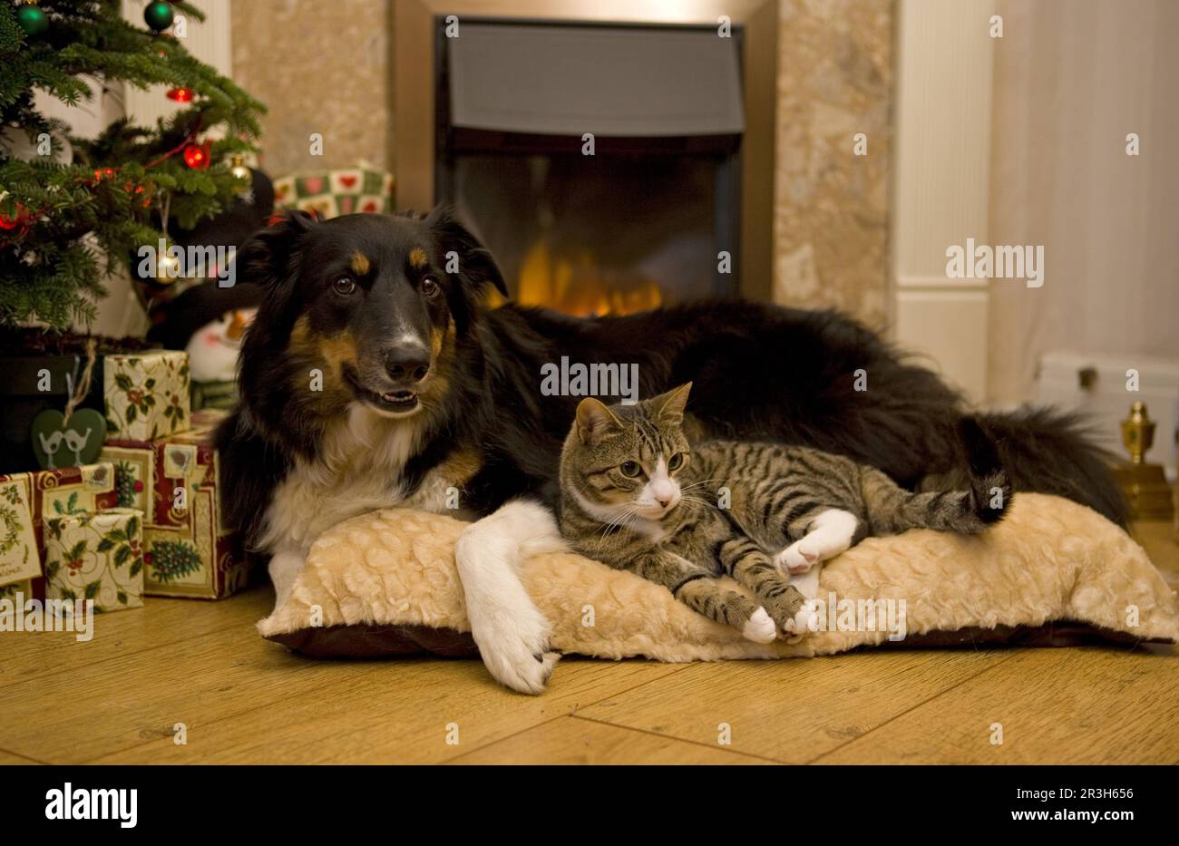 Chat domestique et bordure collie devant une cheminée, maquereau Banque D'Images